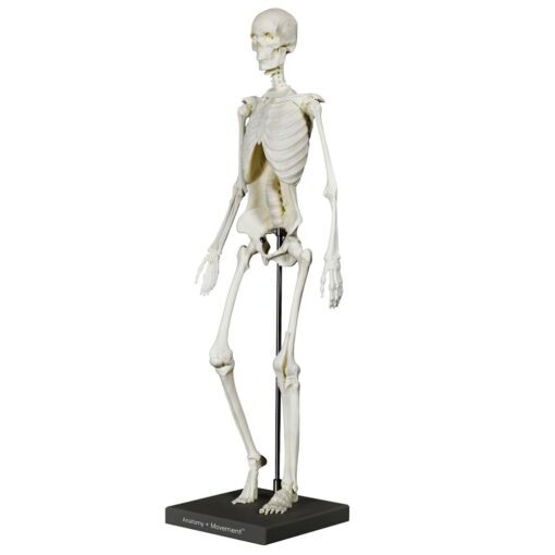 Anatomy + Movementâ¢: Skeleton