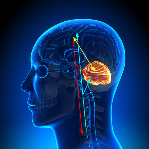 Funktionel neurologi : Lillehjernen (08/11-24)