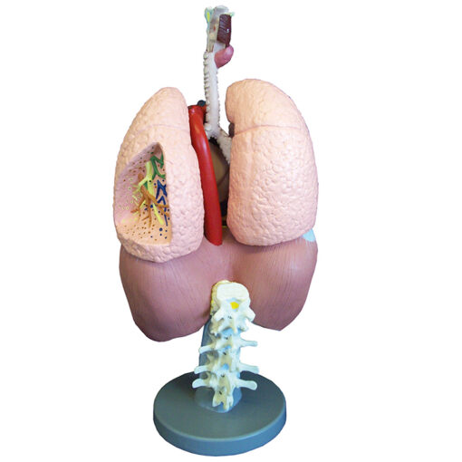 Respiratory organs