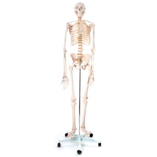 Skelet 170 cm. (Fuld størrelse)