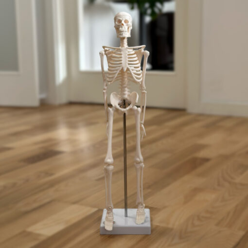 Skelet 45 cm.