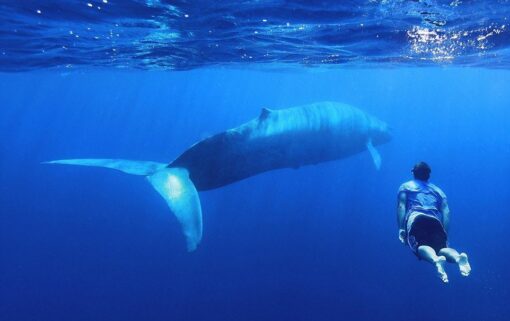 Sri Lanka - Svøm med blåhvaler